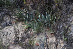 Protea laevis
