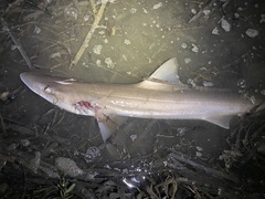 Mustelus henlei