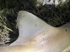 Mustelus henlei