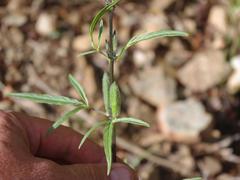 Sesamum triphyllum triphyllum