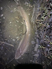 Mustelus henlei