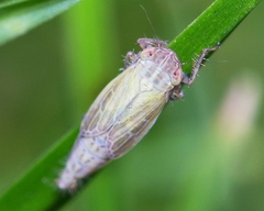 Henschia