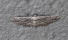 Iridopsis obliquaria