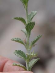 Stachys dinteri image