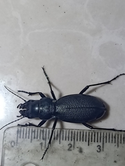 Carabus brandti
