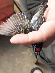 Pogoniulus pusillus