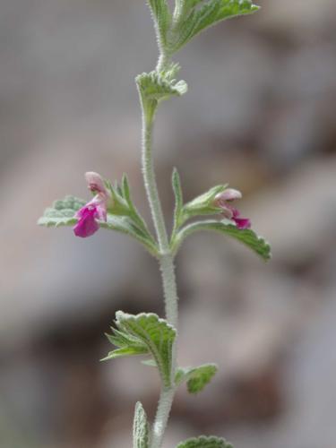 Namibian Woundwort (Stachys dinteri)