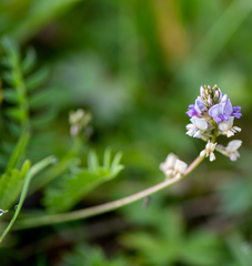 Oxytropis glabra