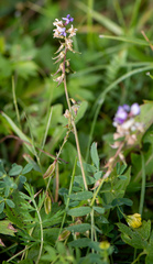 Oxytropis glabra