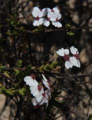 Eriocephalus aromaticus