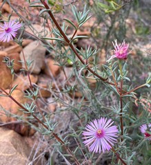 Lampranthus leipoldtii