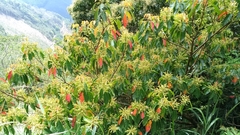 Elaeocarpus serratus