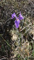 Moraea tripetala tripetala