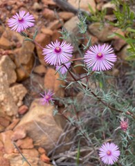 Lampranthus leipoldtii