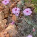 Lampranthus leipoldtii - Photo (c) markberry, some rights reserved (CC BY-NC), uploaded by markberry