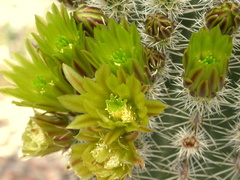 Echinocereus