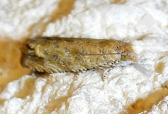 Pelochrista comatulana