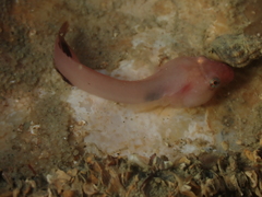 Apletodon dentatus