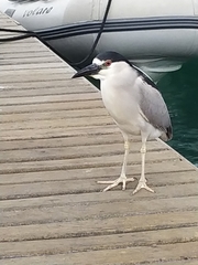 Nycticorax nycticorax