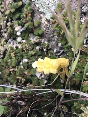 Aphyllon franciscanum