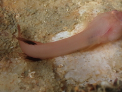 Apletodon dentatus