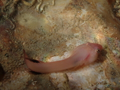 Apletodon dentatus