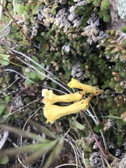 Aphyllon franciscanum