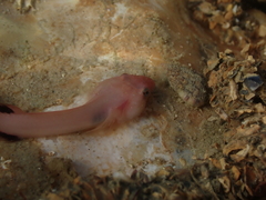 Apletodon dentatus