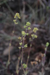 Crassula subaphylla subaphylla