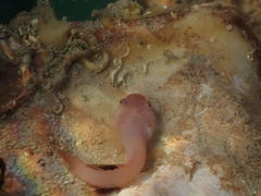 Apletodon dentatus