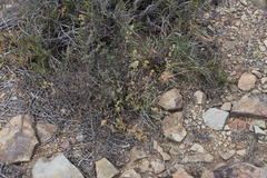 Crassula subaphylla subaphylla