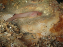 Apletodon dentatus