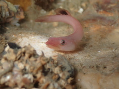 Apletodon dentatus