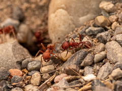 Pogonomyrmex salinus