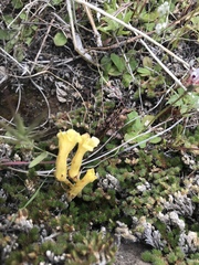 Aphyllon franciscanum