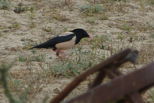 Rosy Starling