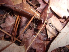 Opiliones