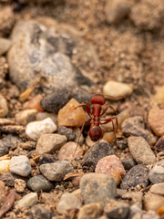 Pogonomyrmex salinus