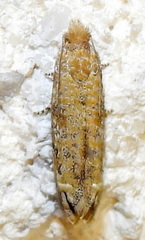 Pelochrista comatulana