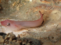 Apletodon dentatus