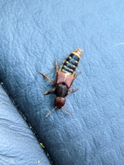 Platydracus immaculatus