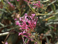 Centranthus longiflorus