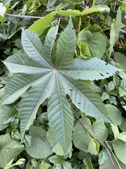 Ricinus communis