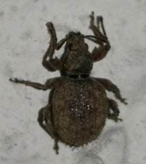 Otiorhynchus crataegi