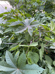 Ricinus communis