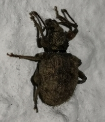 Otiorhynchus crataegi