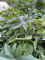 Ricinus communis