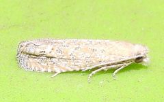 Pelochrista comatulana