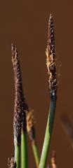 Eleocharis limosa