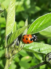 Coccinella algerica